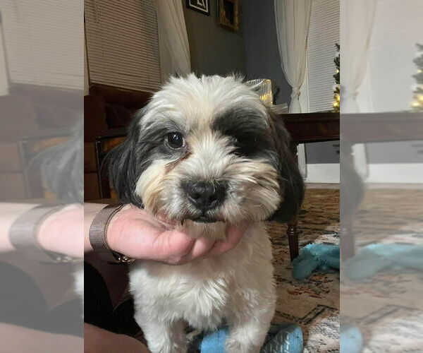 Medium Photo #2 Shih Tzu-Unknown Mix Puppy For Sale in Grafton, WI, USA
