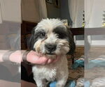 Small #1 Shih Tzu Mix