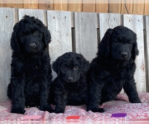 Newfoundland-Poodle (Standard) Mix Puppy for sale in WESTON, OR, USA