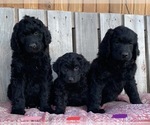 Small Photo #1 Newfypoo Puppy For Sale in WESTON, OR, USA