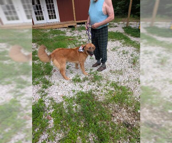 Medium Photo #4 Retriever -Unknown Mix Puppy For Sale in Frenchburg, KY, USA