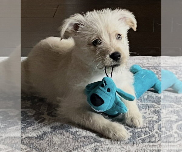 Medium Photo #1 Hava-Apso Puppy For Sale in Dana Point, CA, USA