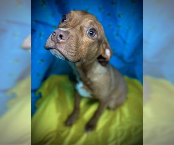 Medium Photo #4 French Bulldog-Unknown Mix Puppy For Sale in Pleasanton, TX, USA