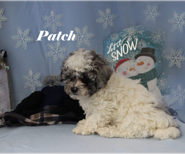 Medium Photo #18 Poodle (Toy) Puppy For Sale in CHANUTE, KS, USA