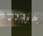 Litter of 4 - Male(s) and Female(s) Bull TerrierLitter of Puppies for Sale - Photo #2