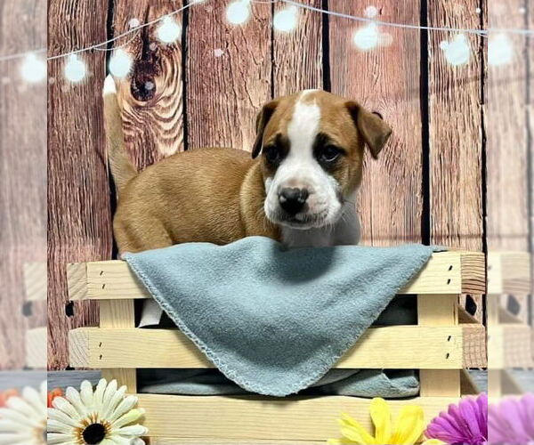 Medium Photo #1 American Pit Bull Terrier-Unknown Mix Puppy For Sale in Evansville, IN, USA