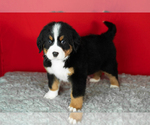 Small Photo #51 Bernese Mountain Dog Puppy For Sale in MILLERSBURG, IN, USA