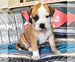 Puppy Navy Collar Alapaha Blue Blood Bulldog