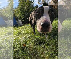 Simon - Male Mutt Dog for Adoption - Photo #6