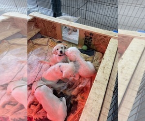 Goldendoodle-Labrador Retriever Mix Puppy for sale in STRASBURG, CO, USA