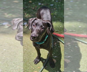 Great Dane-Labrador Retriever Mix Dogs for adoption in Woodbury, NY, USA