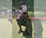 Small Great Dane-Labrador Retriever Mix