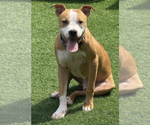 Dash - Male Mutt Dog for Adoption - Photo #3