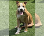 Small Photo #3 Mutt Puppy For Sale in Wesley Chapel, SC, USA