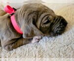 Small Photo #5 Great Dane Puppy For Sale in BLAINE, MN, USA