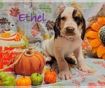 Puppy Ethel Bloodhound