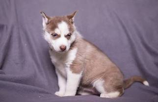 Siberian Husky Puppy for sale in WORTHINGTON, PA, USA