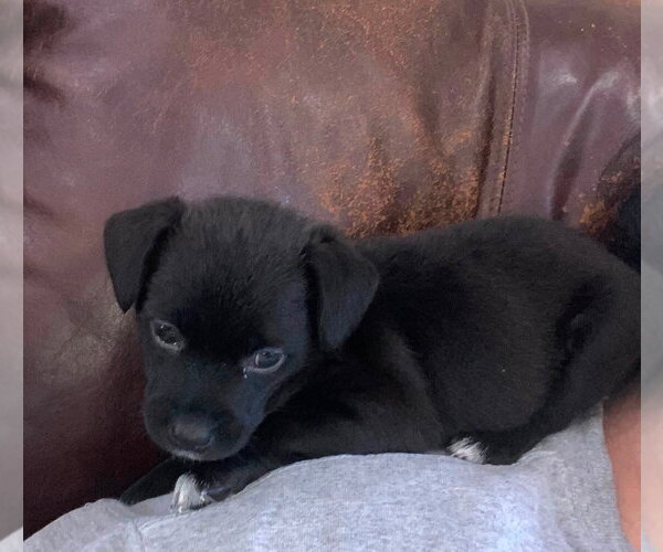 Medium Photo #1 Dachshund-Unknown Mix Puppy For Sale in Aurora, IN, USA