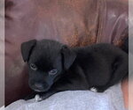 Small Dachshund Mix