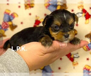 Yorkshire Terrier Puppy for sale in WINNSBORO, LA, USA