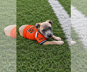 Boone - Male Boxer-Unknown Mix Dog for Adoption - Photo #2