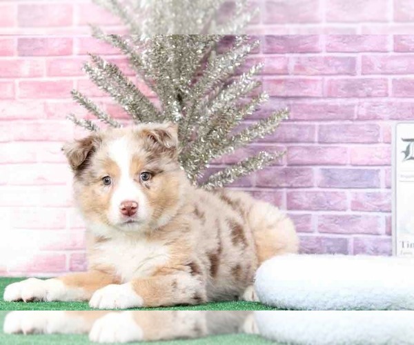 Medium Photo #3 Australian Shepherd Puppy For Sale in BEL AIR, MD, USA