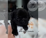 Puppy Red Collar Pug