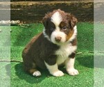 Small #5 Australian Shepherd