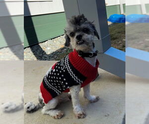Shih Tzu Dogs for adoption in Waterford, VA, USA