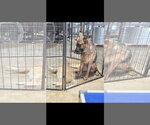 Small #10 German Shepherd Dog