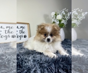 Pomeranian Puppy for sale in GREENFIELD, IN, USA