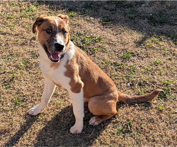 Medium Photo #2 Australian Shepherd-Unknown Mix Puppy For Sale in Plano, TX, USA