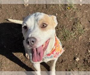 Mutt Dogs for adoption in Tulsa, OK, USA