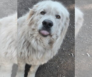 Anatolian Pyrenees Dogs for adoption in Chandler, AZ, USA