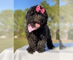 Small Photo #10 Goldendoodle Puppy For Sale in FROSTPROOF, FL, USA