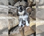 Small Photo #12 Alaskan Klee Kai-Pomsky Mix Puppy For Sale in STAPLES, MN, USA