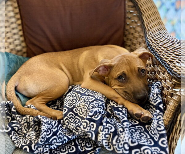 Medium Photo #4 Mutt Puppy For Sale in Boston, MA, USA