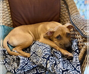Chip Potato - Male Mutt Dog for Adoption - Photo #4
