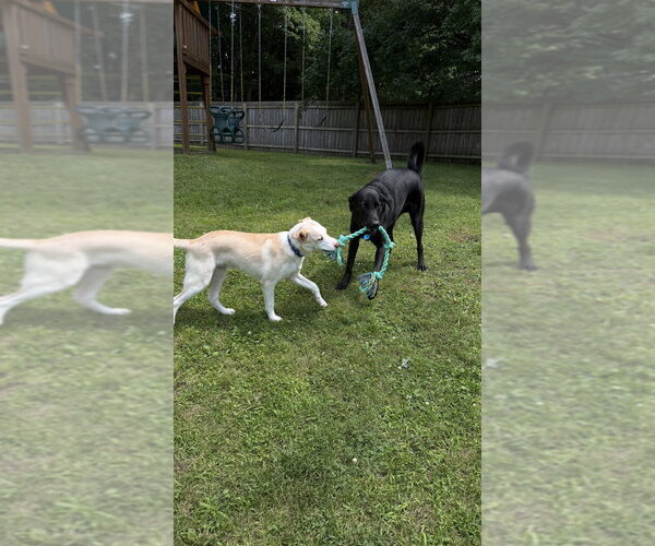 Medium Photo #11 Basenji-Labrador Retriever Mix Puppy For Sale in Brewster, NY, USA