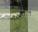 Small #10 Basenji-Labrador Retriever Mix