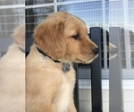 Small Photo #8 Golden Retriever Puppy For Sale in SONORA, KY, USA