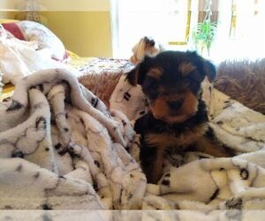 Yorkshire Terrier Puppy for sale in LE ROY, KS, USA