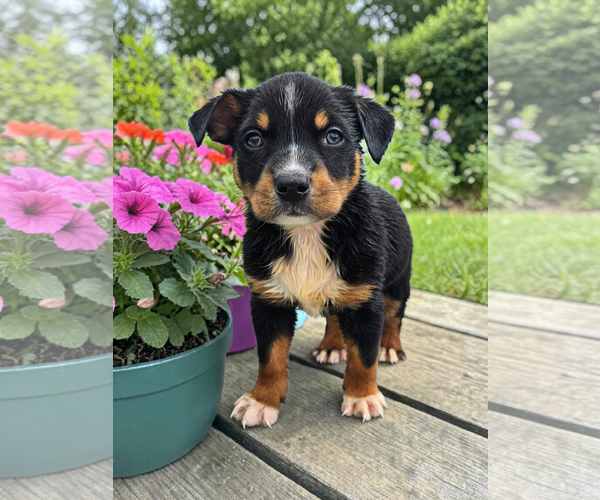 Medium Photo #3 Mutt Puppy For Sale in McKinney, TX, USA