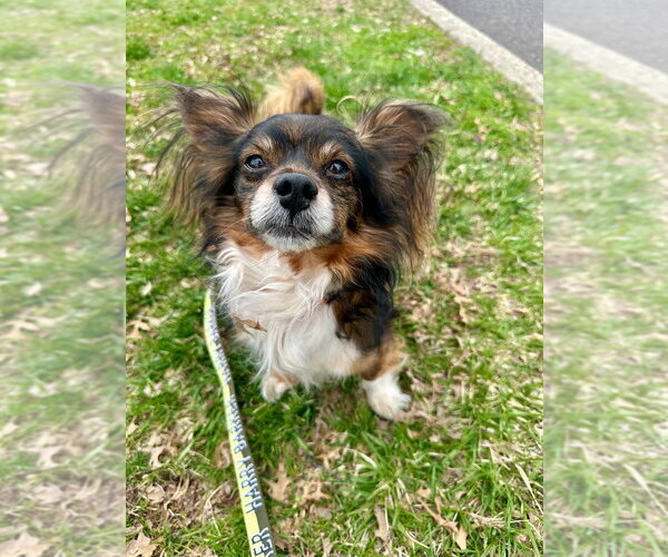 Medium Photo #2 Chion Puppy For Sale in Lawrenceville, NJ, USA