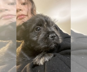 French Bulldog-ShihPoo Mix Puppy for sale in BENNINGTON, NE, USA