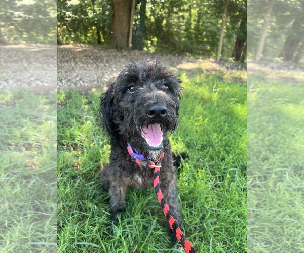 Medium Photo #5 Labradoodle Puppy For Sale in Pacolet, SC, USA