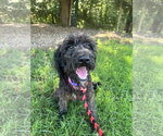 Small #4 Labradoodle