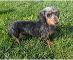 Small #1 Dachshund