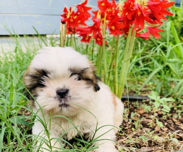 Medium Photo #5 Shih Tzu Puppy For Sale in SMITHVILLE, TX, USA
