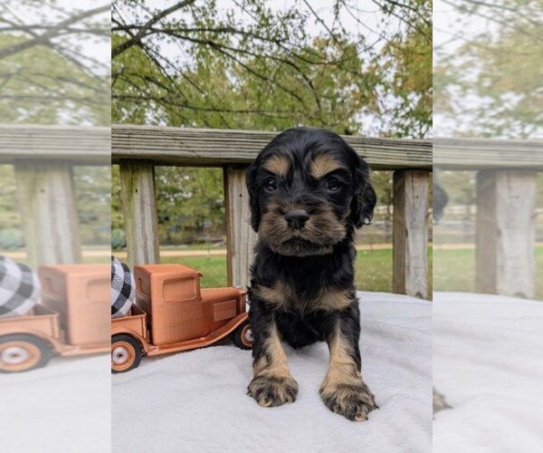 Medium Photo #4 Cock-A-Poo Puppy For Sale in SALEM, MO, USA